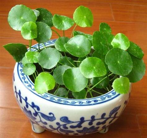 錢銅草 照顧